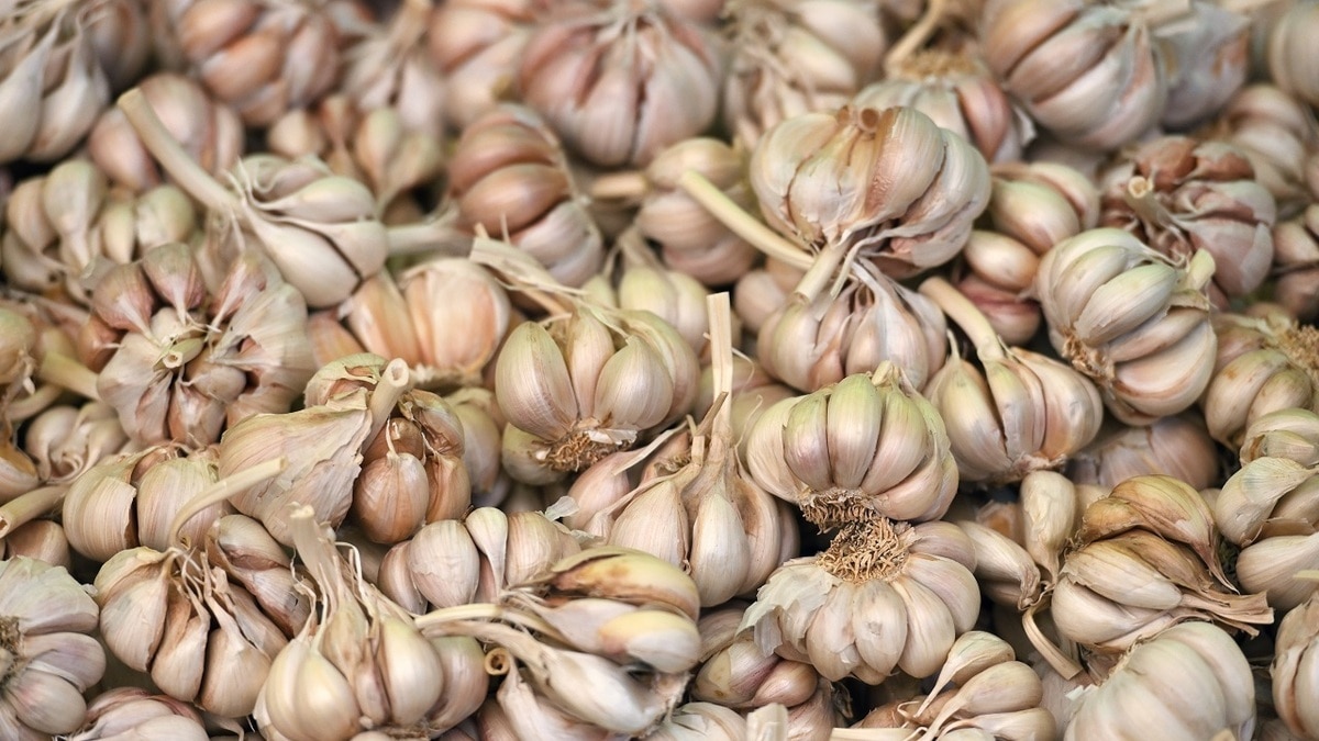Как хранить чеснок, чтобы он не растерял полезные свойства Как хранить чеснок, чтобы он не растерял полезные свойства