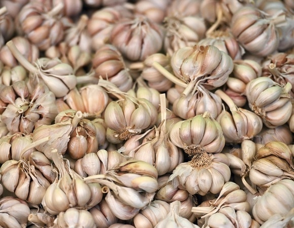 Как хранить чеснок, чтобы он не растерял полезные свойства Как хранить чеснок, чтобы он не растерял полезные свойства