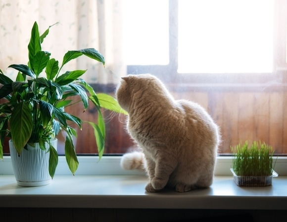 Питомец ест комнатные растения: вот как отучить его от порчи цветов Питомец ест комнатные растения: вот как отучить его от порчи цветов