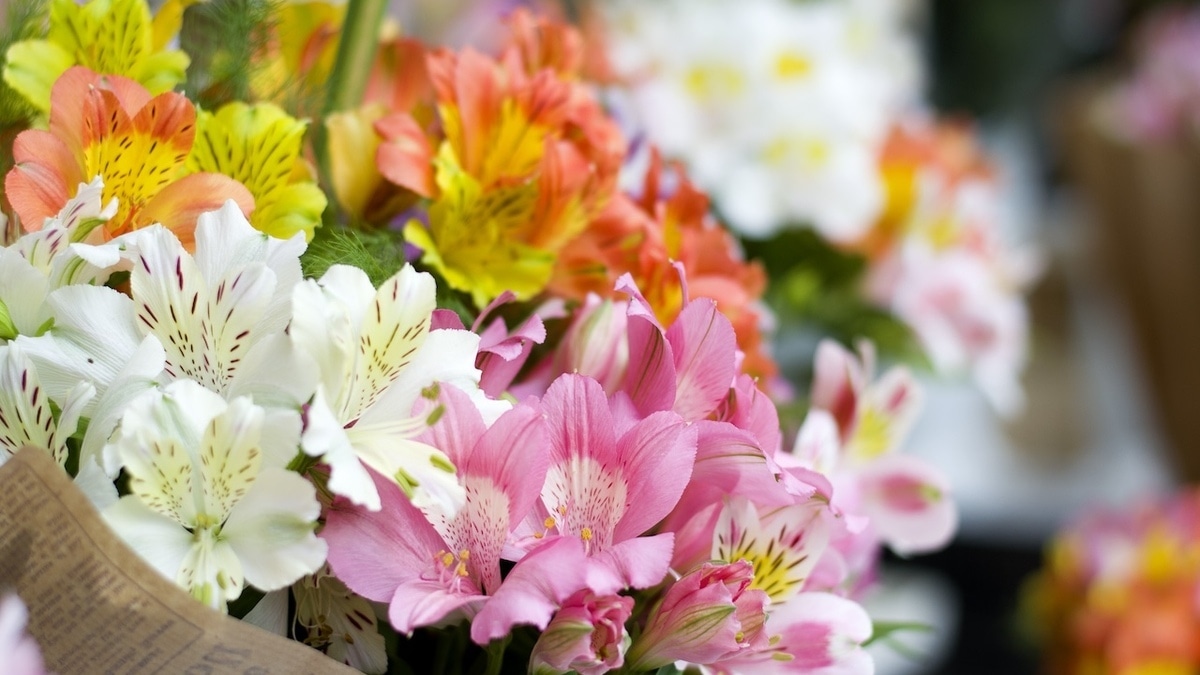 Про мимозу забудьте: флористы назвали самые стойкие и красивые цветы к 8 Марта