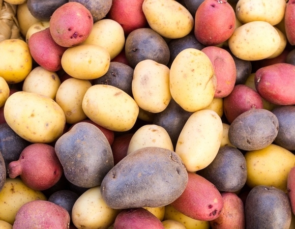 Не овощ, а золото: стало известно, какой сорт картофеля — самый полезный Не овощ, а золото: стало известно, какой сорт картофеля — самый полезный