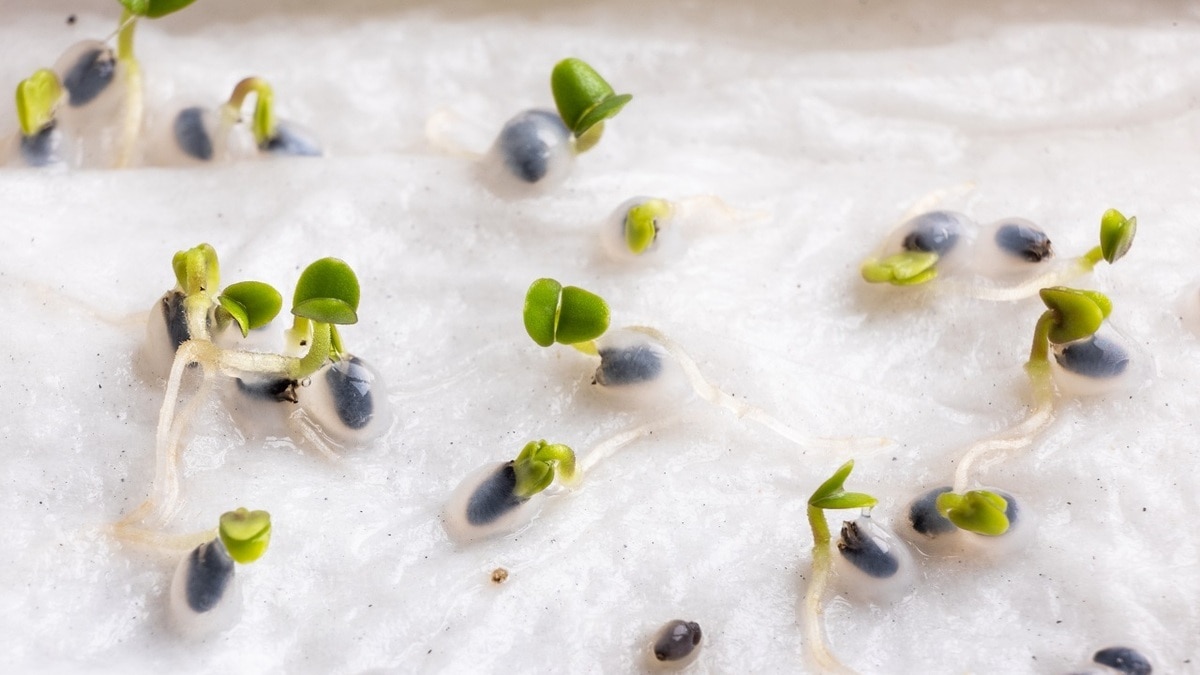 Все взойдут! Эксперты рассказали, в чем можно замочить семена перед посадкой