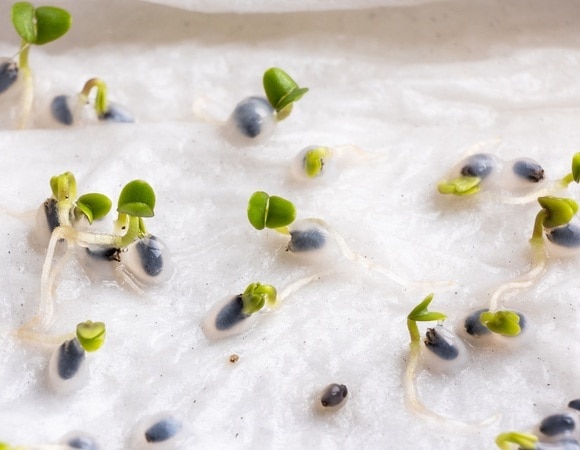 Все взойдут! Эксперты рассказали, в чем можно замочить семена перед посадкой Все взойдут! Эксперты рассказали, в чем можно замочить семена перед посадкой