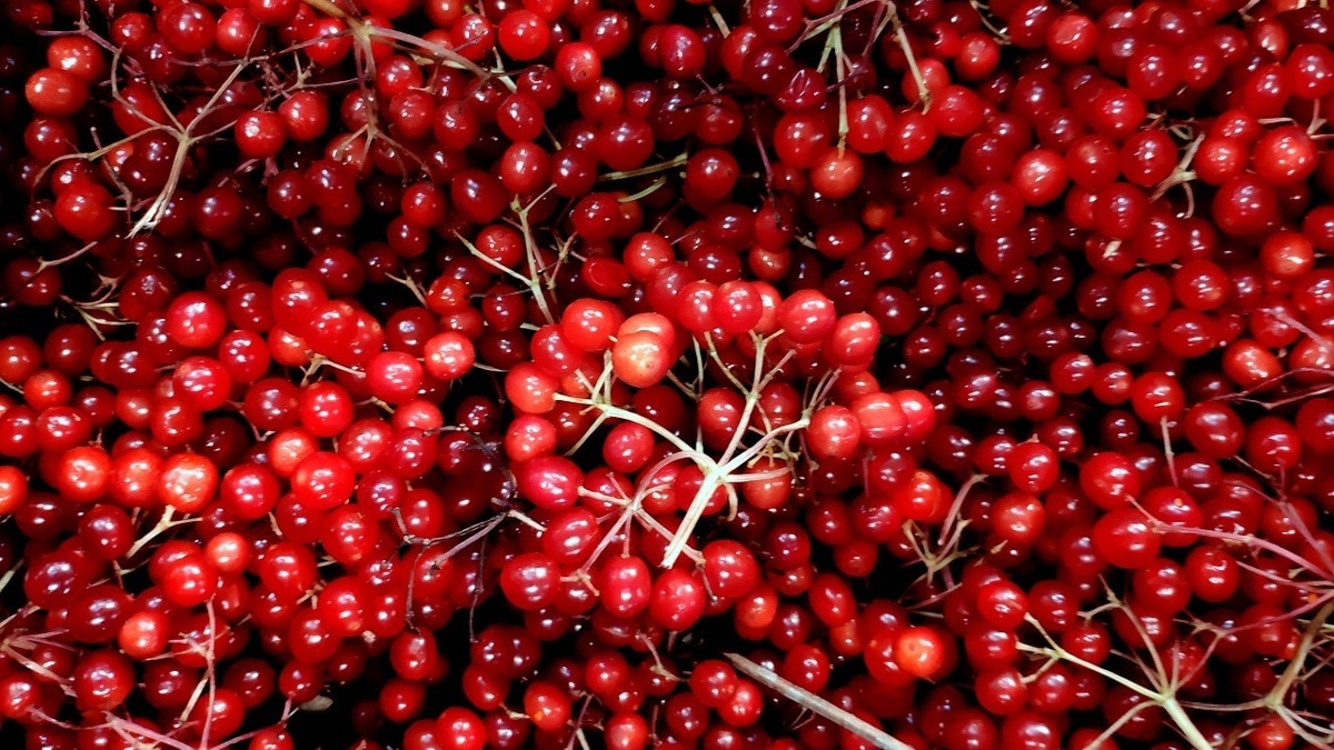 Как извлечь из калины максимальную пользу для красоты и здоровья — врач раскрыла секреты