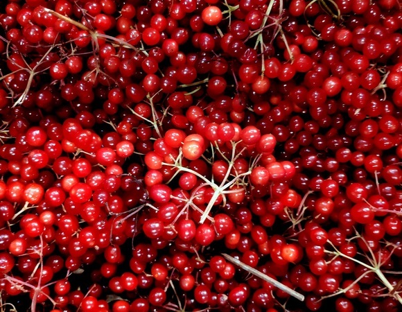 Как извлечь из калины максимальную пользу для красоты и здоровья — врач раскрыла секреты