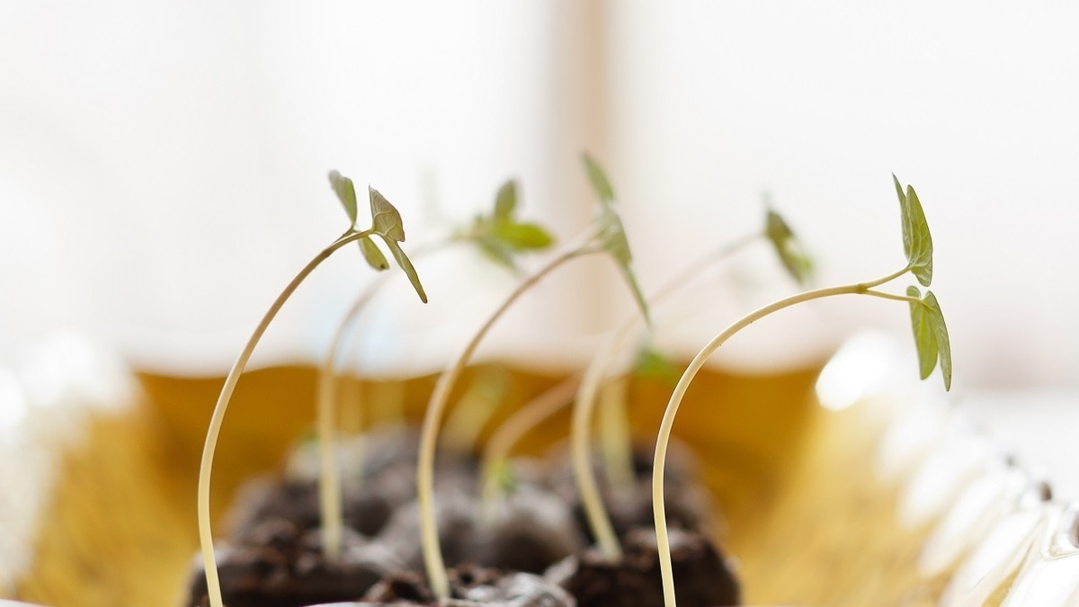 Почему вытягивается рассада — эти ошибки допускают даже опытные садоводы