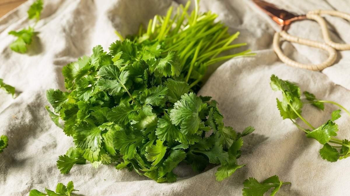 Будет только хуже: стало известно, кому нельзя есть кинзу