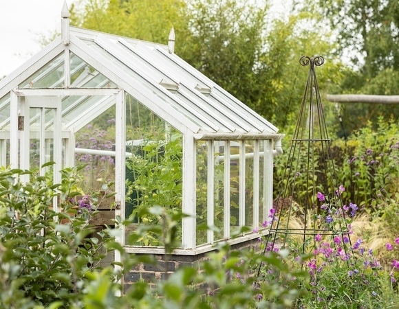 Как избавиться от мышей и муравьев на участке и в доме — найдено растение, которое их отпугнет Как избавиться от мышей и муравьев на участке и в доме — найдено растение, которое их отпугнет