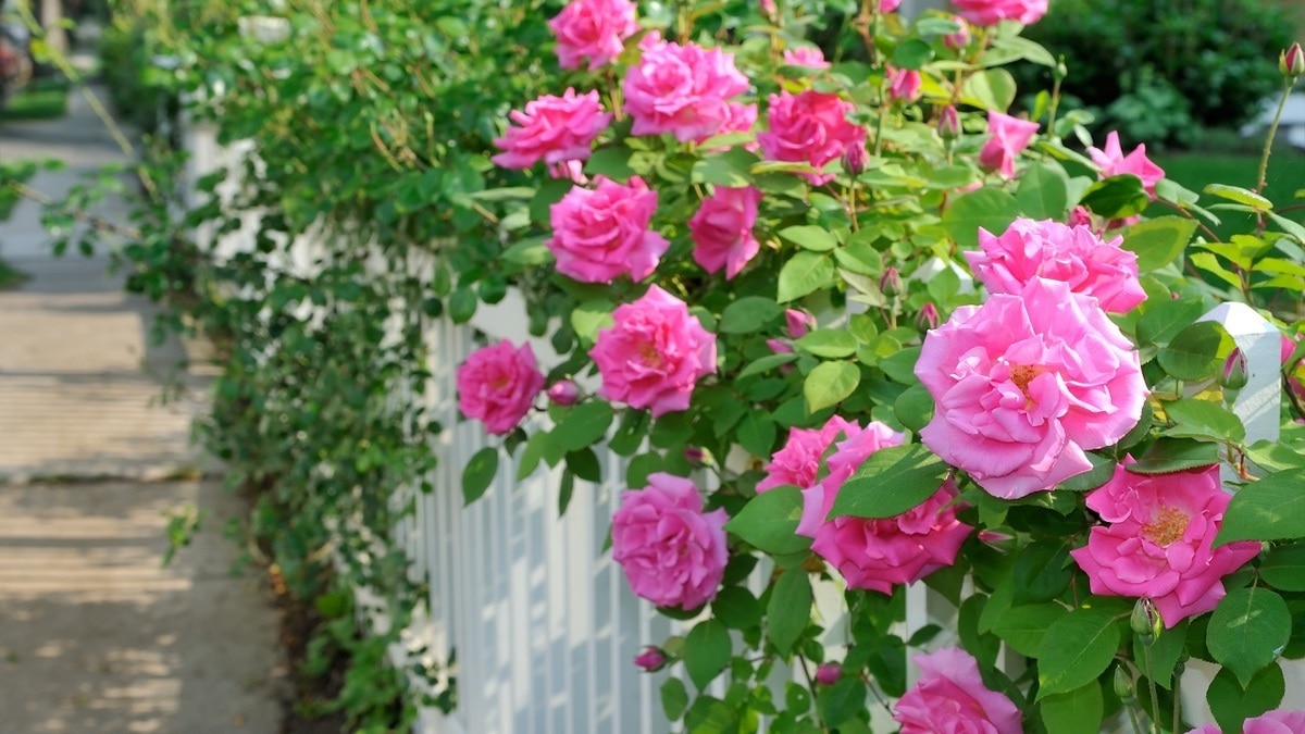 Какие цветы идеально подойдут для живой изгороди на даче — советы агронома