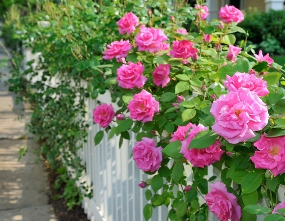 Какие цветы идеально подойдут для живой изгороди на даче — советы агронома Какие цветы идеально подойдут для живой изгороди на даче — советы агронома