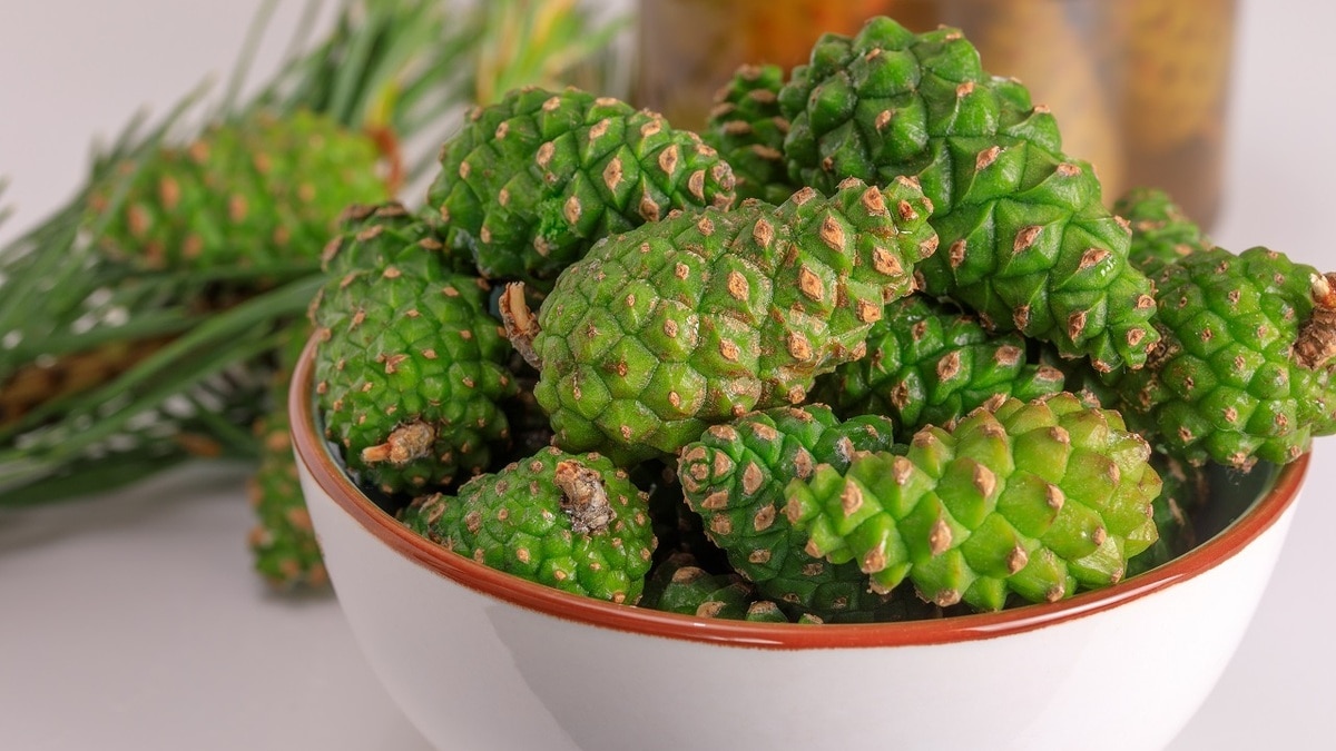 Дары природы: названы полезные лесные продукты, которые можно собрать весной