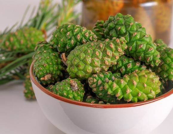 Дары природы: названы полезные лесные продукты, которые можно собрать весной Дары природы: названы полезные лесные продукты, которые можно собрать весной