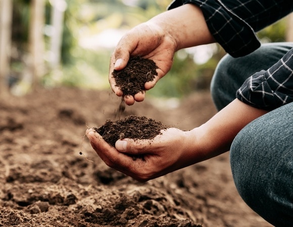 Как часто нужно менять землю в теплице? Вот что сказала опытный агроном Как часто нужно менять землю в теплице? Вот что сказала опытный агроном