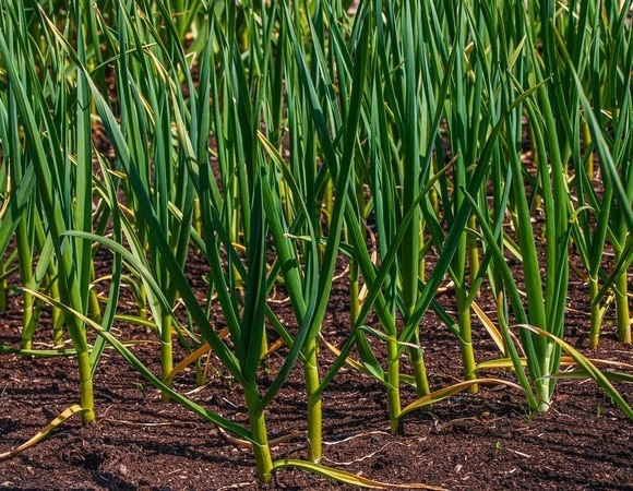 Агроном сказала, как повысить урожайность чеснока — вот что нужно посадить рядом с ним