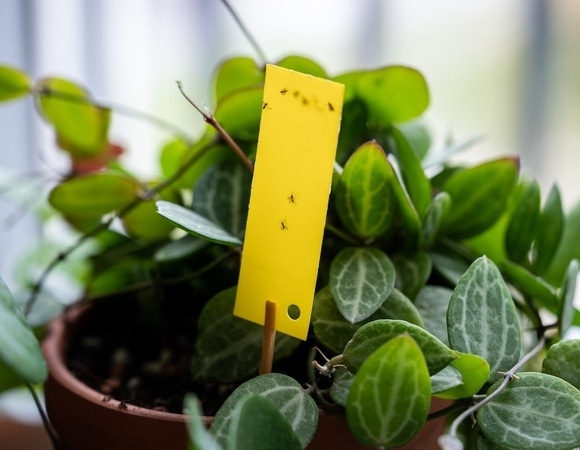 Дом без мошек: найден простой способ вывести насекомых из цветочных горшков