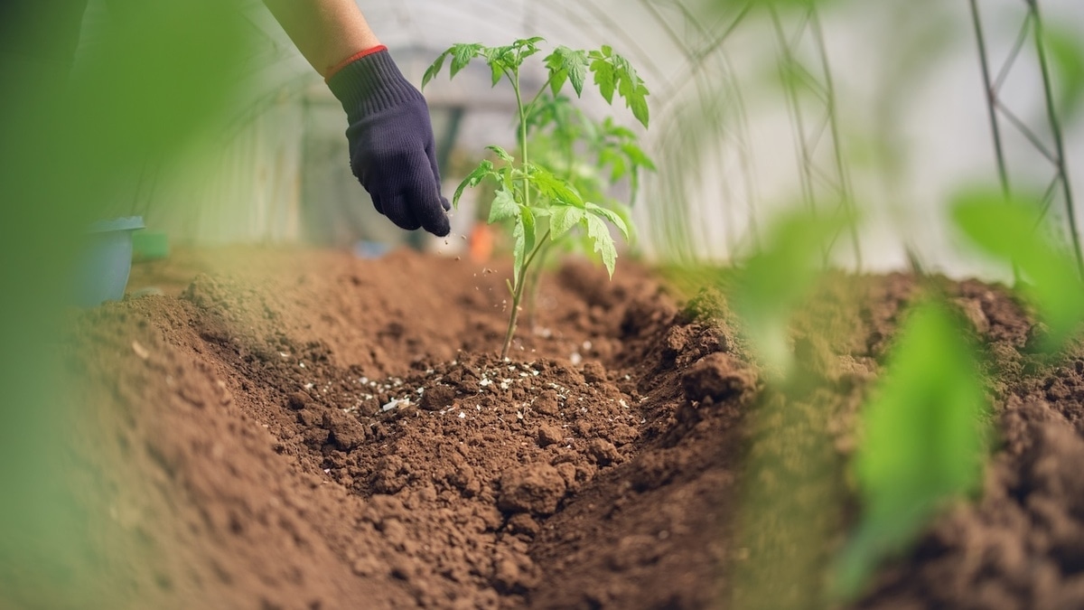 Зачем посыпать огород гречкой — лайфхак от садоводов с опытом