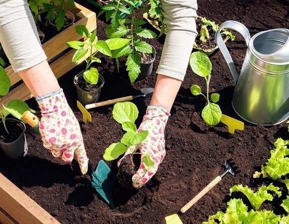 Агроном назвала важное условие для успешной пересадки рассады — вот что нужно сделать Агроном назвала важное условие для успешной пересадки рассады — вот что нужно сделать