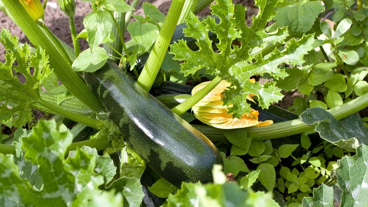 Как и когда сажать кабачки на рассаду — биолог дала советы для получения богатого урожая