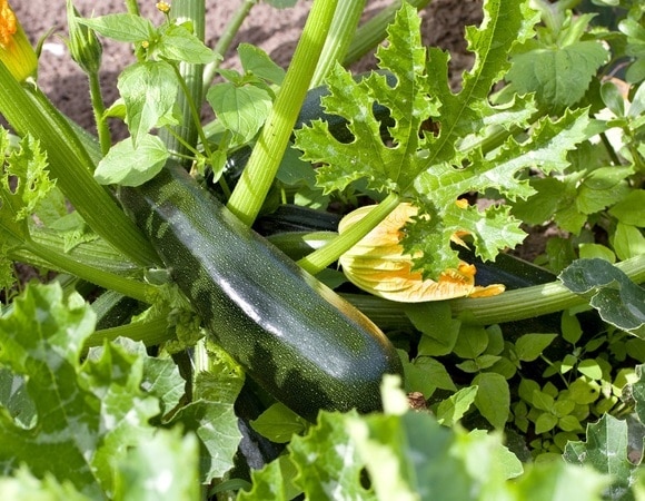 Как и когда сажать кабачки на рассаду — биолог дала советы для получения богатого урожая