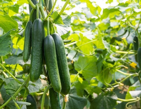 Агроном назвал оптимальные сроки для посева огуречной рассады Агроном назвал оптимальные сроки для посева огуречной рассады