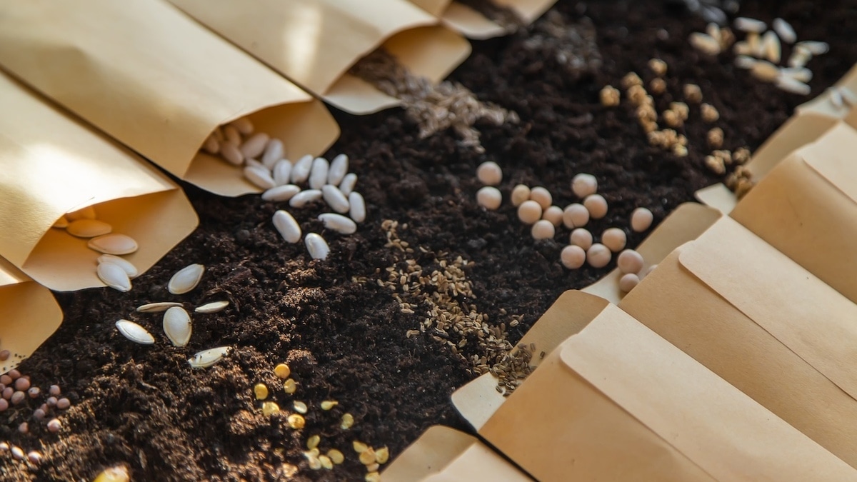 Помидоры без огурцов: названы культуры, которые нельзя сажать рядом на огороде и в теплице   