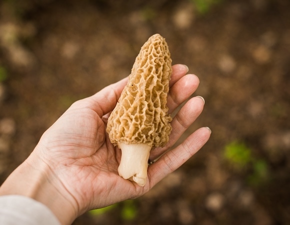 Угроза почкам и печени: названы опасные весенние грибы, которые в СССР ошибочно считали съедобными