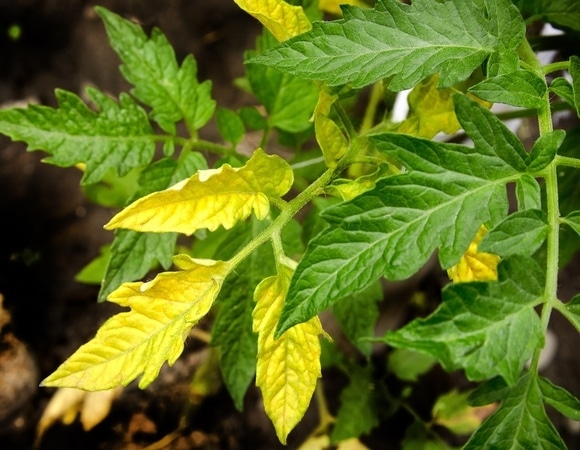Почему желтеют листья у томатов: биолог подсказала, как спасти рассаду Почему желтеют листья у томатов: биолог подсказала, как спасти рассаду