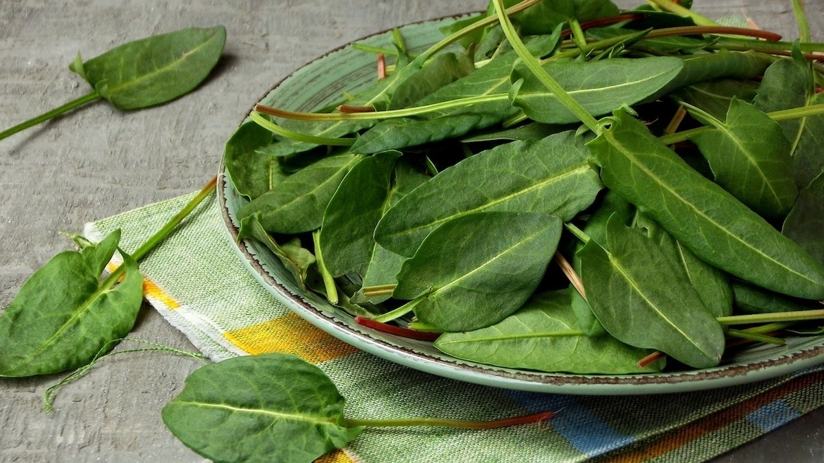 Зелень, в которой есть все: врач объяснила, чем полезен щавель и как его есть Зелень, в которой есть все: врач объяснила, чем полезен щавель и как его есть