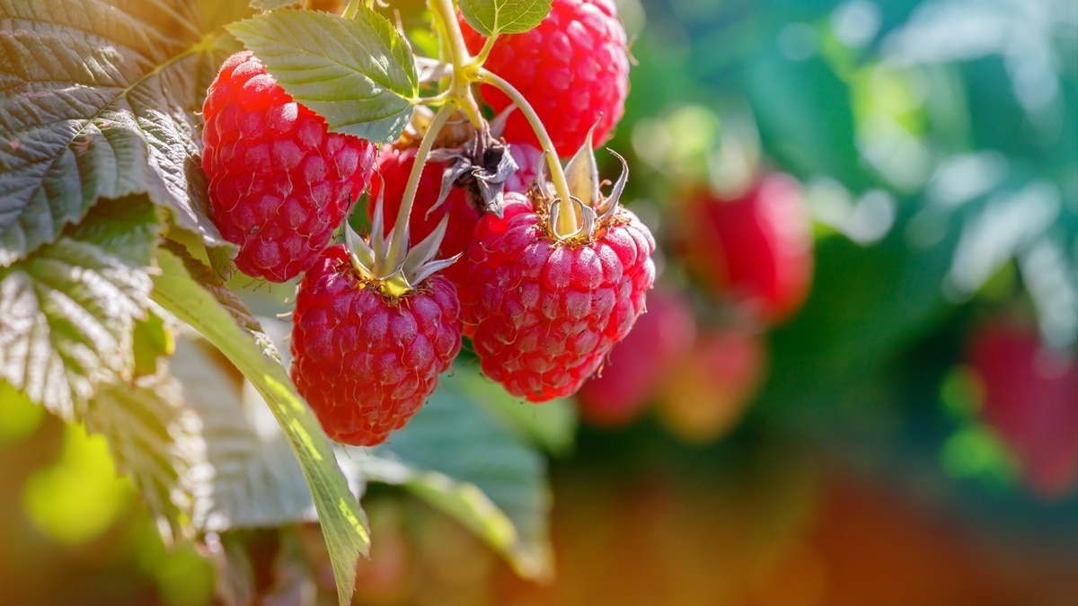 Как защитить малину от вредителей без «химии» — вот 3 проверенных метода