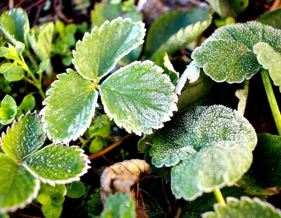 Агроном рассказал, как спасти огород от заморозков Агроном рассказал, как спасти огород от заморозков