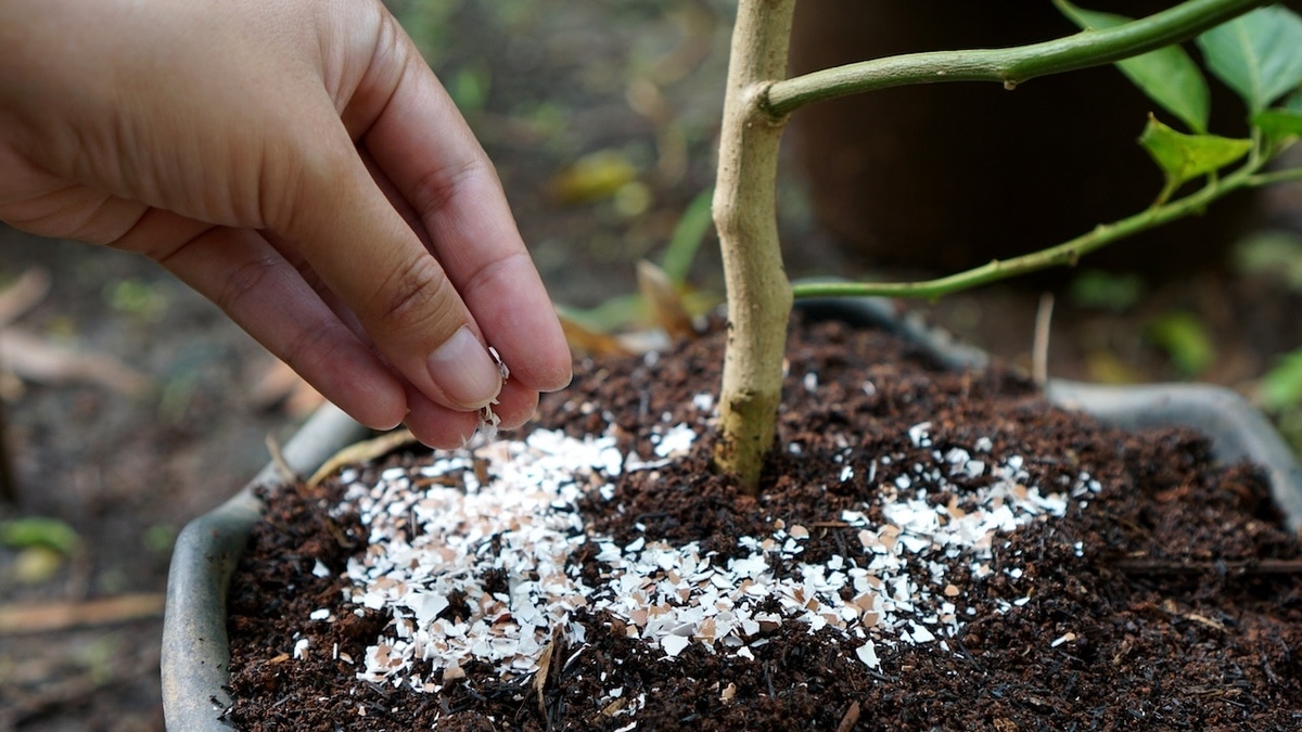 Подойдет и помидорам, и розам: как сделать удобрение из яичной скорлупы