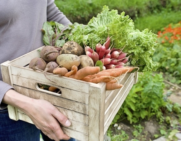 Гастроэнтеролог назвала самый вредный дачный овощ Гастроэнтеролог назвала самый вредный дачный овощ