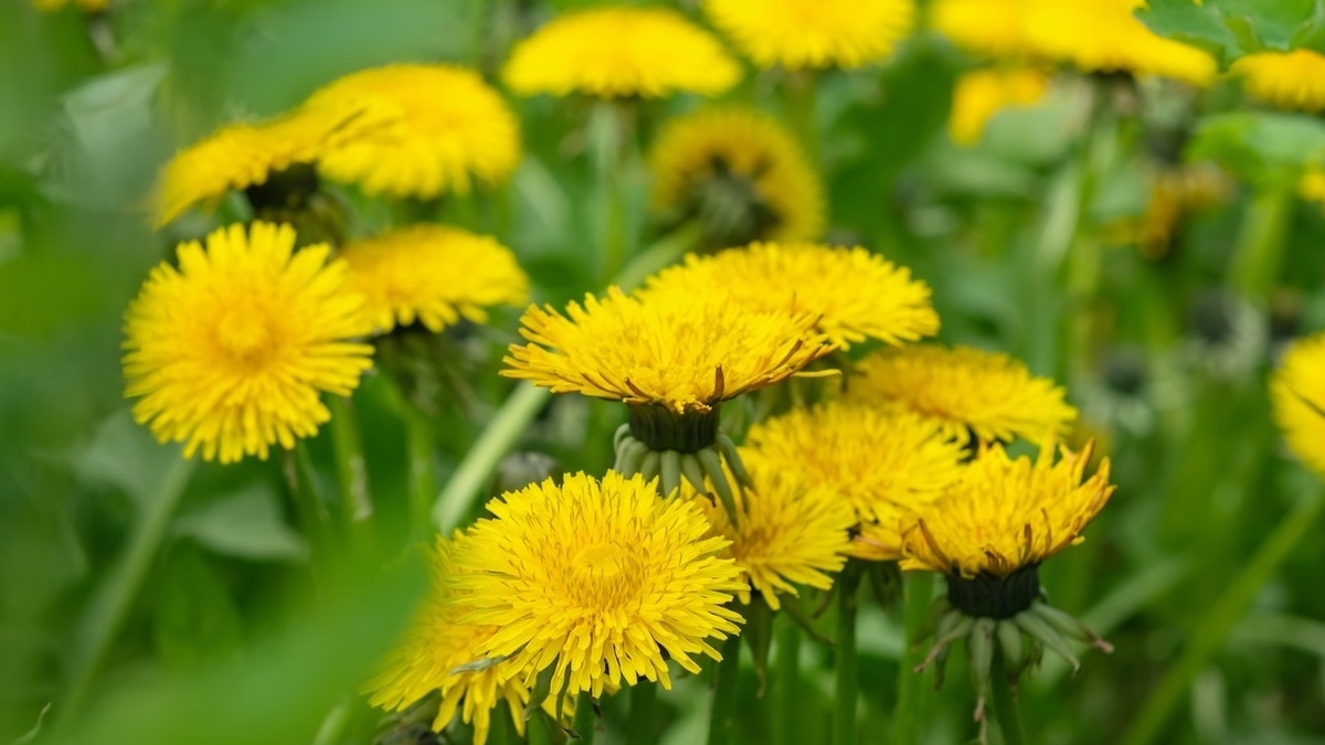 Зачем есть одуванчики — врачи сообщили о неожиданной пользе растения 