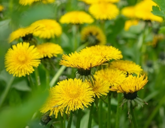 Зачем есть одуванчики — врачи сообщили о неожиданной пользе растения Зачем есть одуванчики — врачи сообщили о неожиданной пользе растения