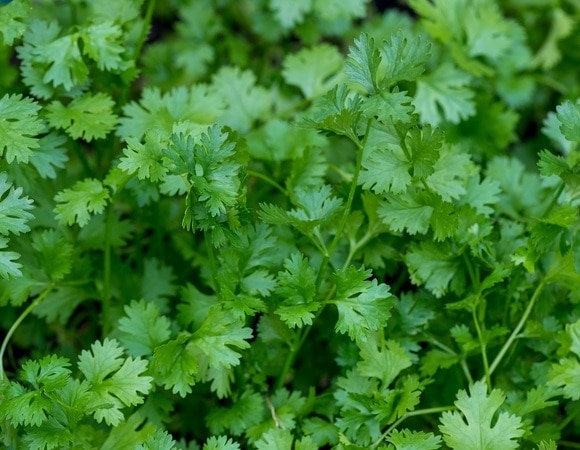 «Не пряность, а мыло»: ученые выяснили, почему некоторым людям не нравится вкус кинзы