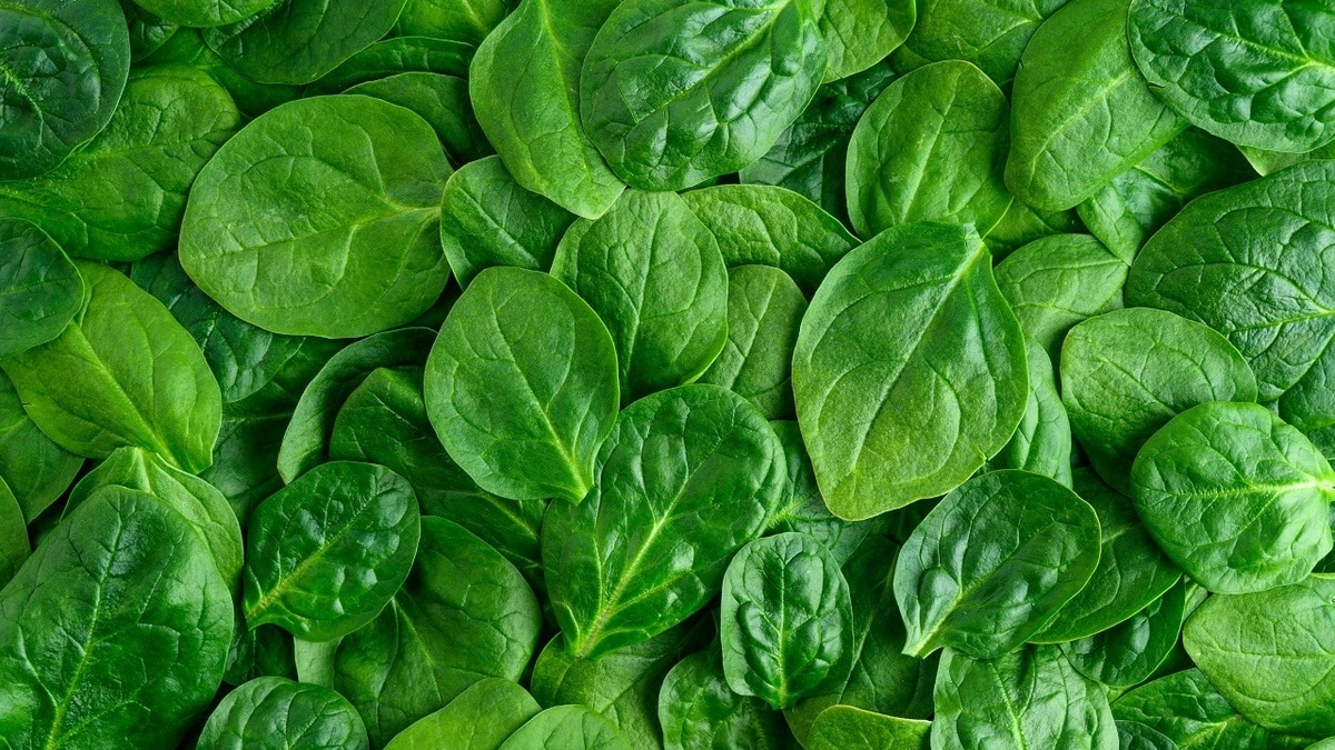 Биолог рассказала о целебных свойствах шпината — вот почему его нужно есть чаще Биолог рассказала о целебных свойствах шпината — вот почему его нужно есть чаще