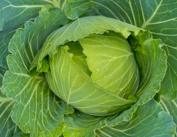 Как правильно сажать капусту — эти советы позволят получить хороший урожай Как правильно сажать капусту — эти советы позволят получить хороший урожай