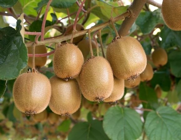 Свое вкуснее! Вот какие экзотические фрукты и овощи можно посадить на участке в мае Свое вкуснее! Вот какие экзотические фрукты и овощи можно посадить на участке в мае