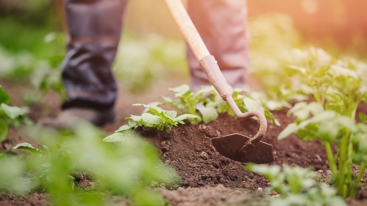Агроном подсказал, в каких случаях можно не окучивать картошку