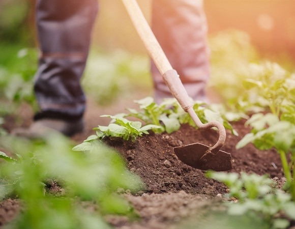 Агроном подсказал, в каких случаях можно не окучивать картошку Агроном подсказал, в каких случаях можно не окучивать картошку