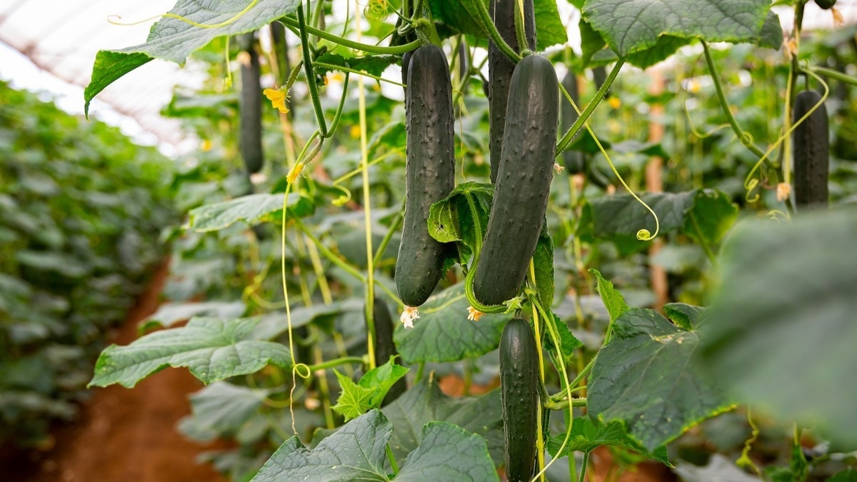 Агроном призвал не сажать огурцы и помидоры в одной теплице — вот причина
