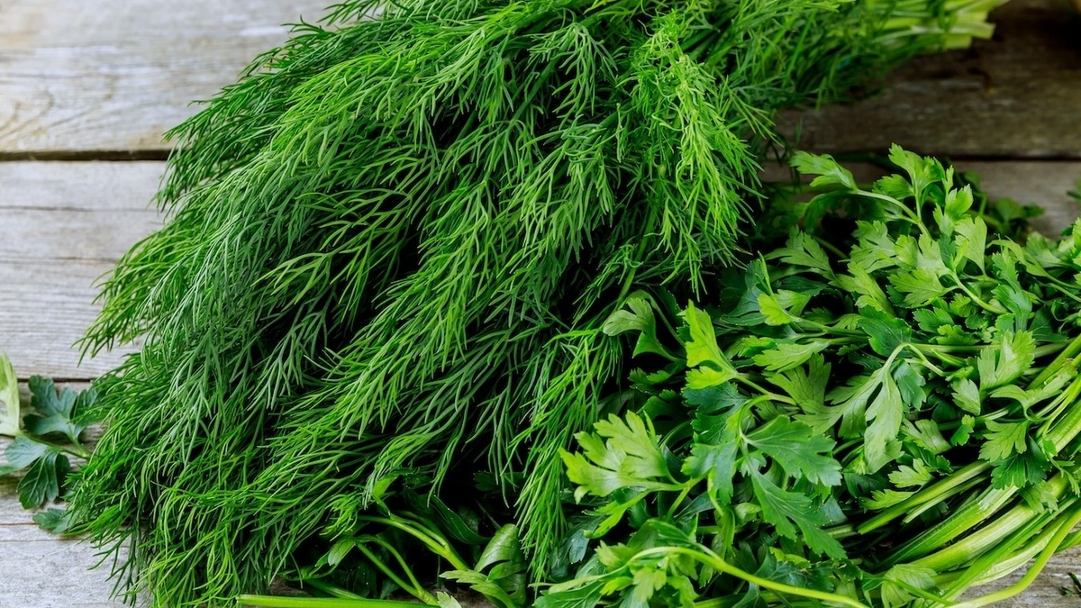 Что лучше — укроп или петрушка? Вот в каком продукте больше смысла