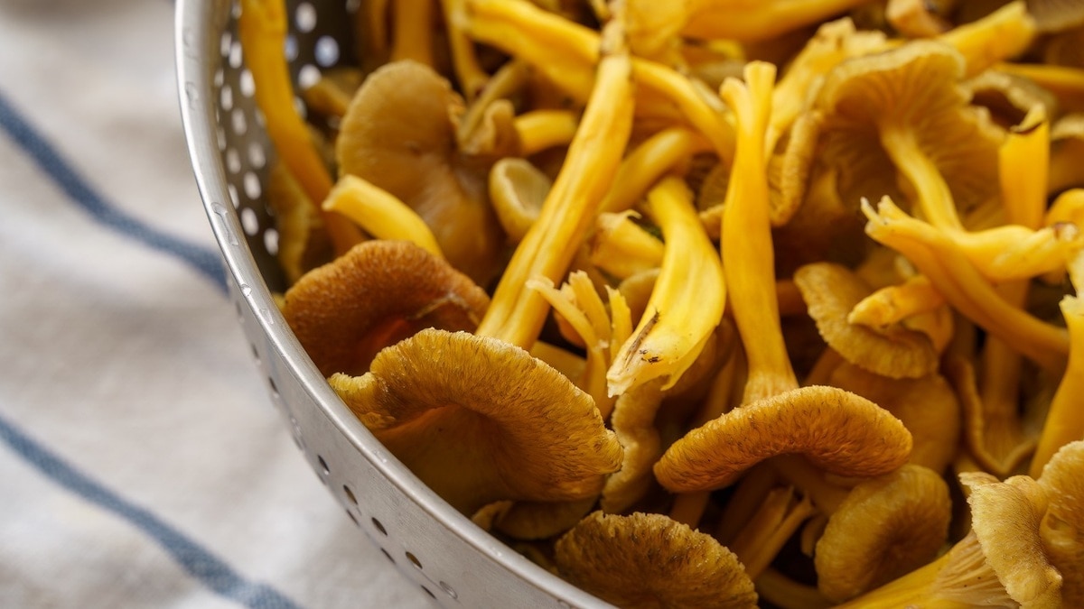 Миколог объяснил, в каких случаях нельзя мыть собранные в лесу грибы