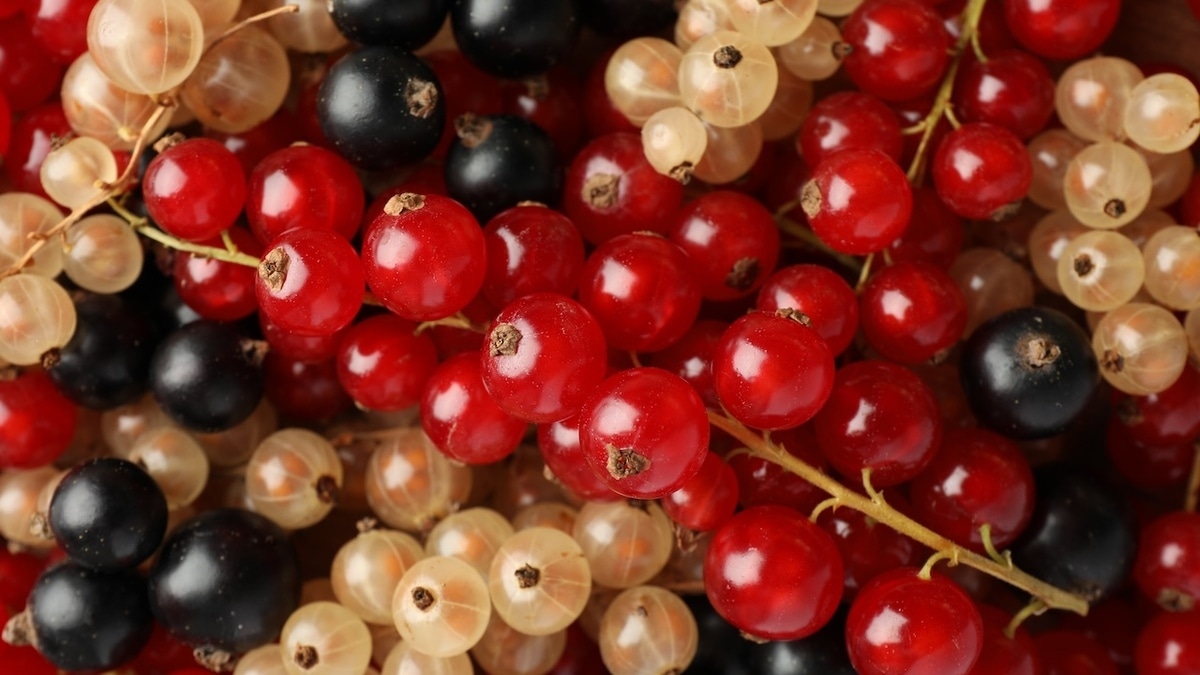 Выбор очевиден: диетолог сказала, какая смородина лучше — черная или красная? Выбор очевиден: диетолог сказала, какая смородина лучше — черная или красная?