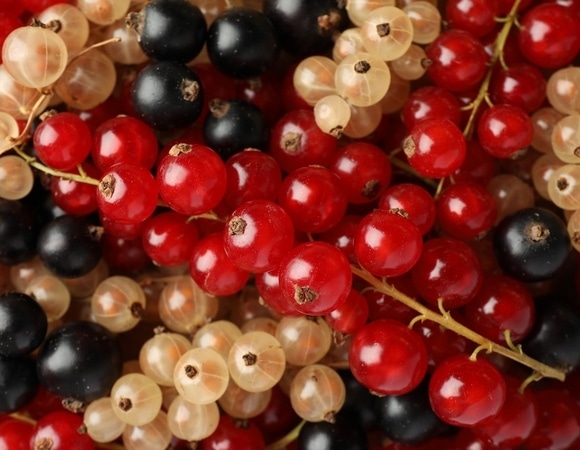 Выбор очевиден: диетолог сказала, какая смородина лучше — черная или красная? Выбор очевиден: диетолог сказала, какая смородина лучше — черная или красная?