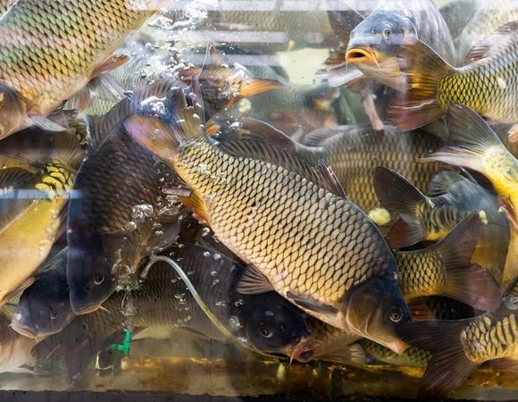 Аквариум — не гарант свежести: врач подсказал, как выбрать и хранить живую рыбу Аквариум — не гарант свежести: врач подсказал, как выбрать и хранить живую рыбу