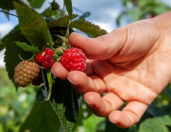 Названа веская причина не есть урожай с грядки — это опасно, даже если не удобрять огород «химией» Названа веская причина не есть урожай с грядки — это опасно, даже если не удобрять огород «химией»