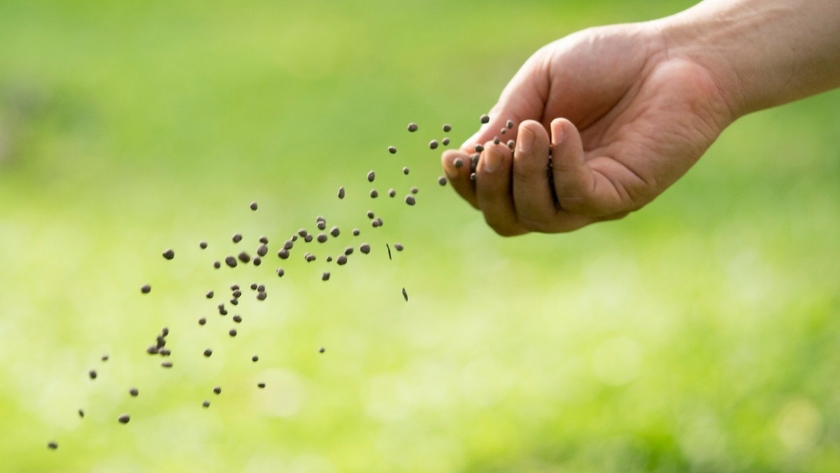 Переживут жару и холод: 7 дачных культур, которые нужно успеть посадить в июле