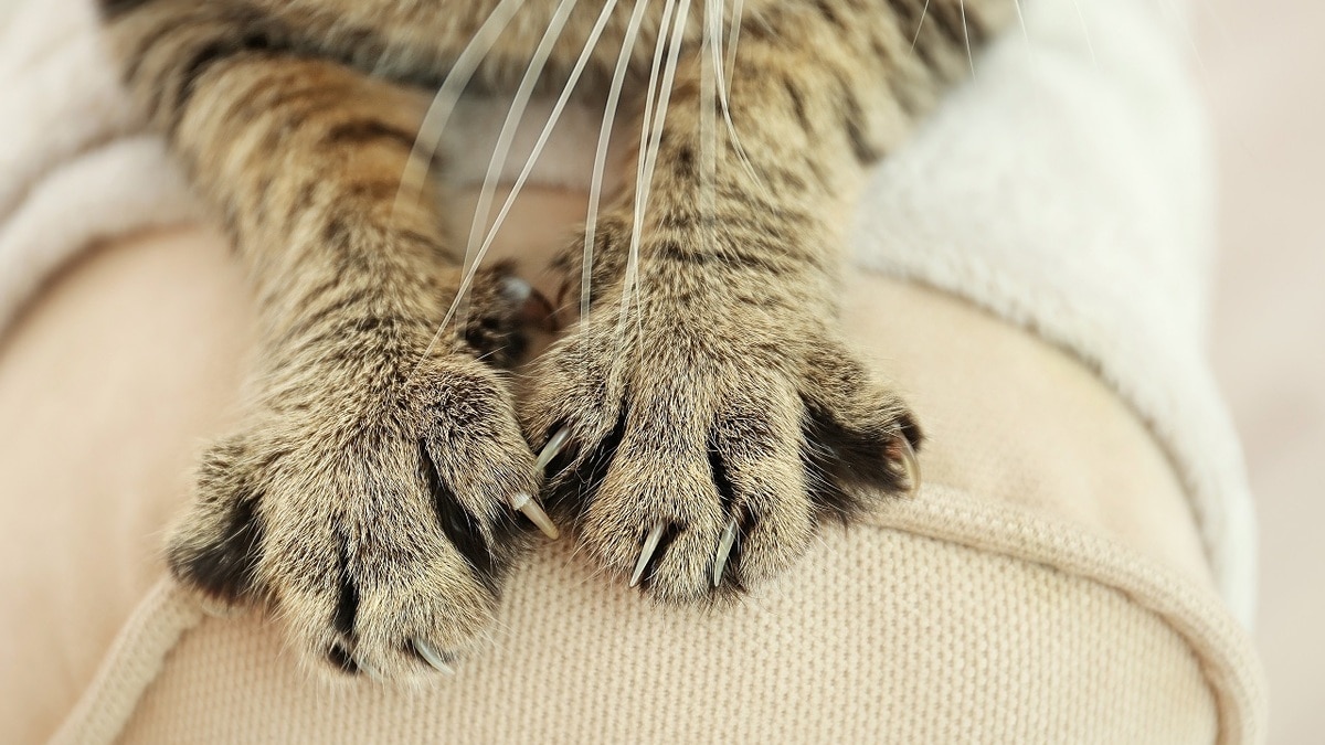 Ученые нашли способ отучить кошку царапать мебель — вот что нужно делать