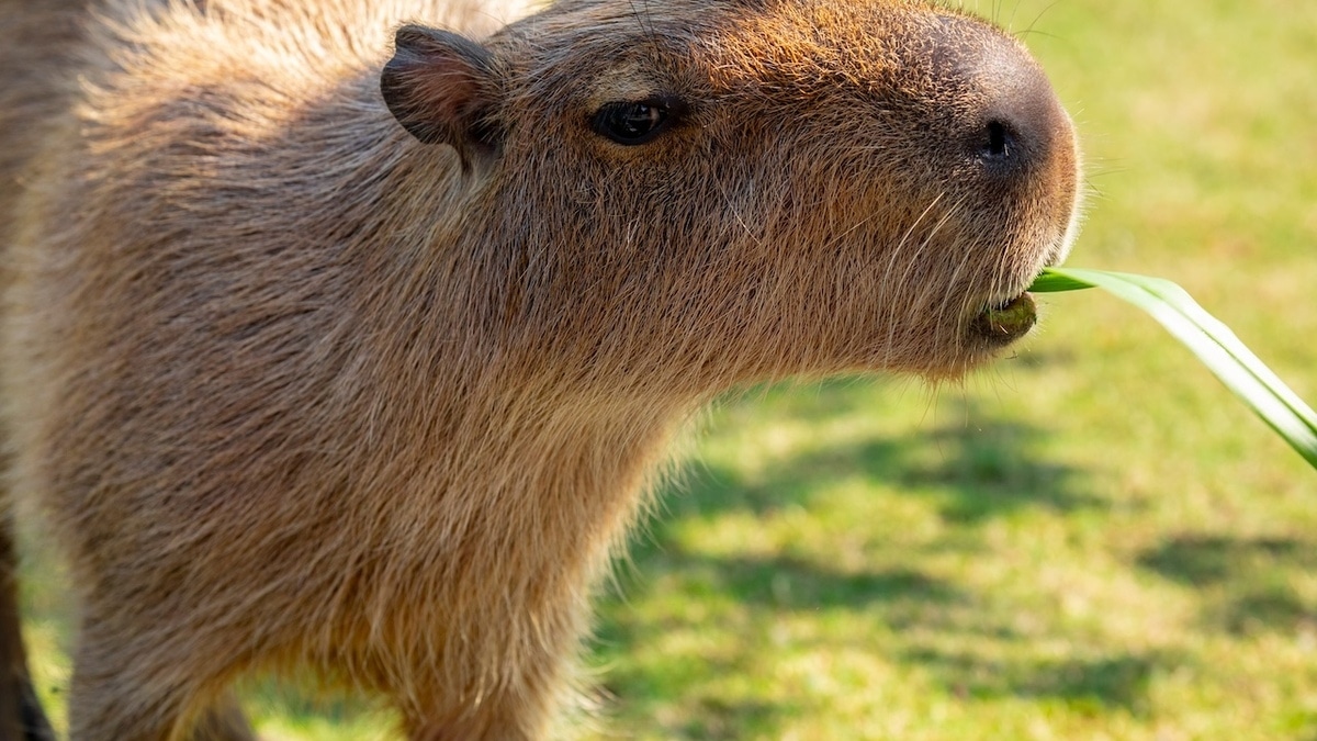 Минус 5–8 килограммов за месяц: эксперт рассказала о набирающей популярность «диете капибары»